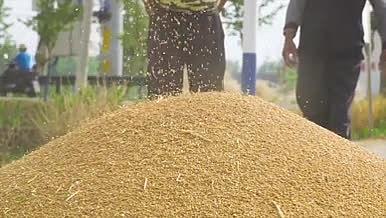 4K实拍农业丰收麦子粮食小麦视频的预览图